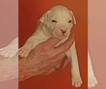 Small #3 American Bulldog