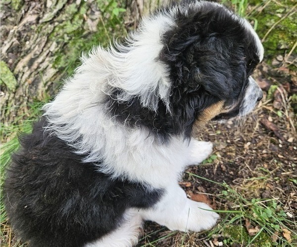 Medium Photo #21 Australian Shepherd Puppy For Sale in MABEL, MN, USA