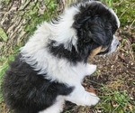 Small Photo #21 Australian Shepherd Puppy For Sale in MABEL, MN, USA