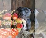 Small #12 Bull Terrier-Labrador Retriever Mix
