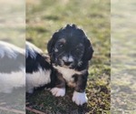 Puppy Rolo Poodle (Miniature)-Springerdoodle Mix