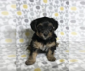 YorkiePoo Puppy for sale in MURFREESBORO, TN, USA