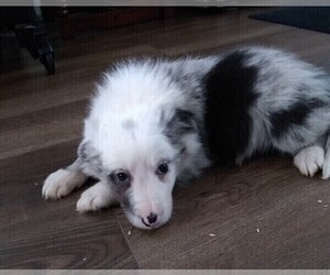 Border Collie Puppy for sale in WEST LIBERTY, KY, USA