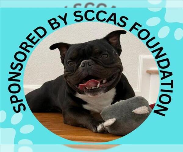 Medium Photo #1 French Bulldog-Unknown Mix Puppy For Sale in Santa Cruz, CA, USA
