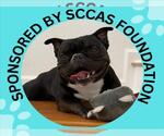 DRACO - Male French Bulldog-Unknown Mix Dog for Adoption - Small photo