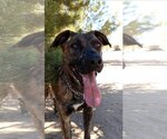Small #2 Mastiff Mix