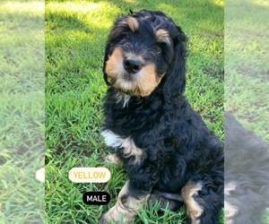 Bernedoodle Puppy for sale in WEST PLAINS, MO, USA