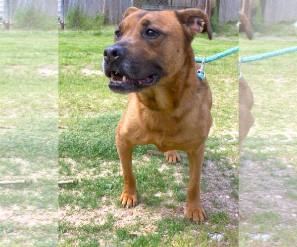 Medium Photo #1 Mutt Puppy For Sale in Jackson, MS, USA