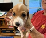 Puppy Spot 1 Dachshund