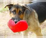 Small German Shepherd Dog Mix