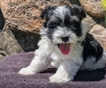 Small #3 Havanese