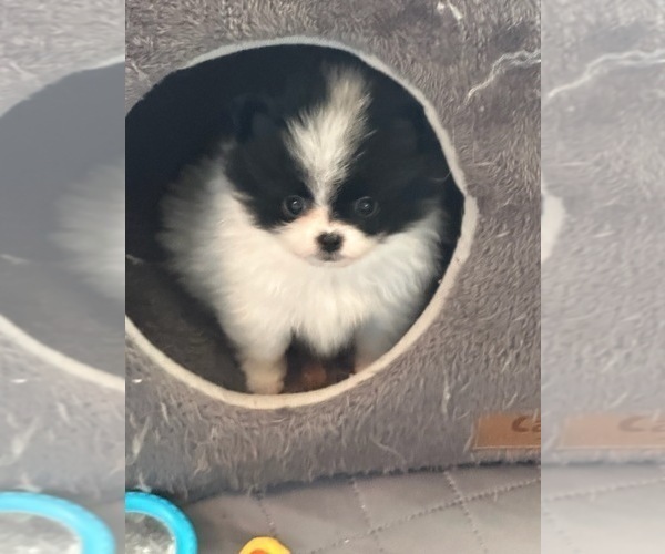 Medium Photo #1 Pomeranian Puppy For Sale in MOSS POINT, MS, USA