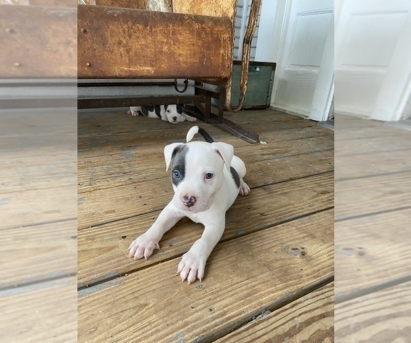 Medium Photo #2 American Bully Puppy For Sale in LA VERNIA, TX, USA