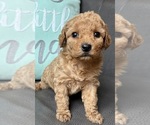 Puppy Puppy 4 Cavapoo (Miniature)