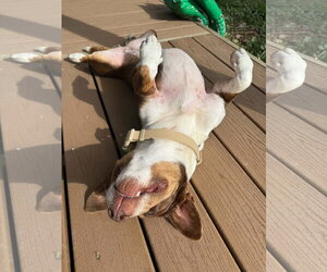 Ruby - Female Mutt Dog for Adoption - Photo #2