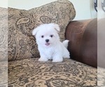 Small Photo #7 Maltese Puppy For Sale in SANTA CLARITA, CA, USA