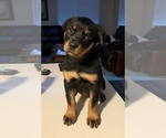 Small Photo #48 Rottweiler Puppy For Sale in OAK GLEN, CA, USA
