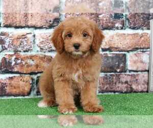 Goldendoodle Puppy for sale in BEL AIR, MD, USA