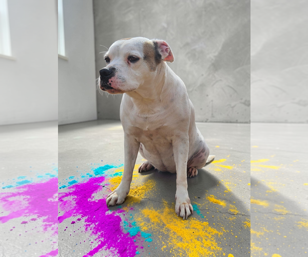 Medium Photo #40 Bullboxer Pit Puppy For Sale in McKinney, TX, USA
