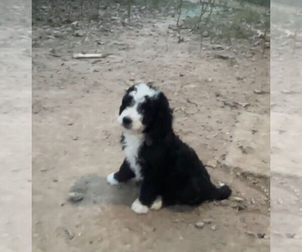 Medium Photo #2 Miniature Bernedoodle Puppy For Sale in Harrison, AR, USA