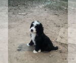Small #1 Miniature Bernedoodle