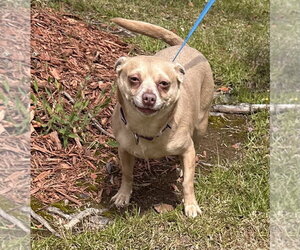 Chihuahua Dogs for adoption in Garner, NC, USA