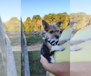 Yorkshire Terrier Puppy for sale in SPOTSYLVANIA, VA, USA