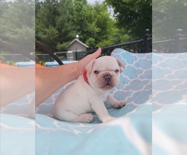 Medium Photo #1 French Bulldog Puppy For Sale in SAINT LOUIS, MO, USA
