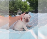 Small Photo #1 French Bulldog Puppy For Sale in SAINT LOUIS, MO, USA