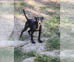 Small #3 American Pit Bull Terrier Mix