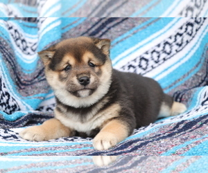 Shiba Inu Puppy for sale in SHILOH, OH, USA