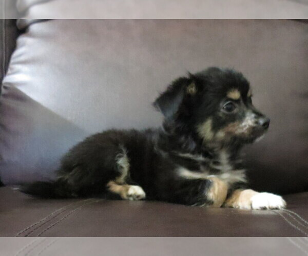 Medium Photo #23 Chihuahua Puppy For Sale in HAYES, VA, USA