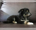Small #22 Chihuahua