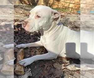 American Staffordshire Terrier-Unknown Mix Dogs for adoption in San Antonio, TX, USA