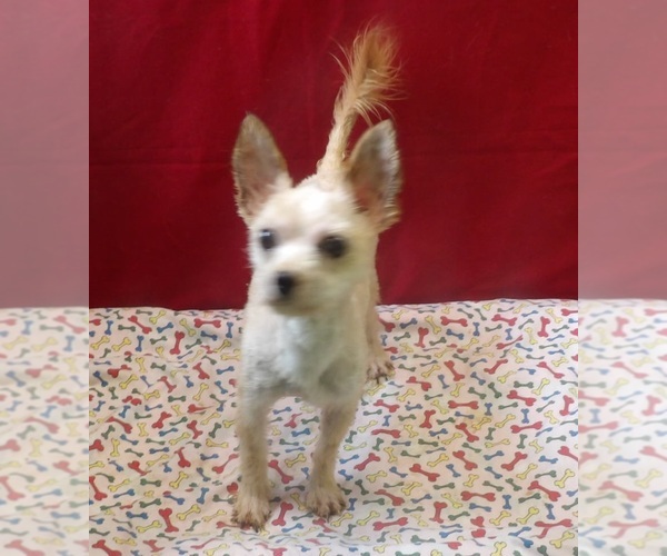 Medium Photo #3 Morkie Puppy For Sale in PATERSON, NJ, USA