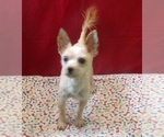Small #2 Morkie