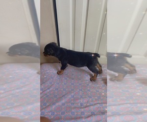 Rottweiler Puppy for sale in SPANISH LAKE, MO, USA