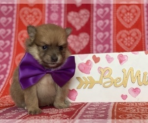 Pomeranian Puppy for sale in LANCASTER, PA, USA