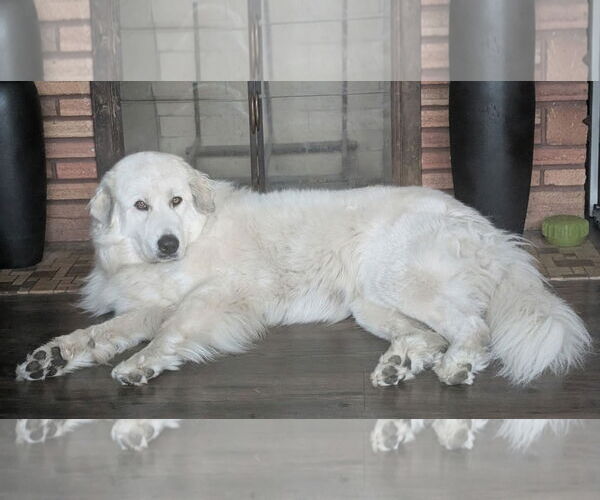 Medium Photo #5 Great Pyrenees Puppy For Sale in Hamilton, MT, USA