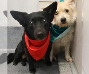 Chihuahua Dogs for adoption in San Antonio, TX, USA
