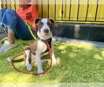 Small #20 American Pit Bull Terrier Mix