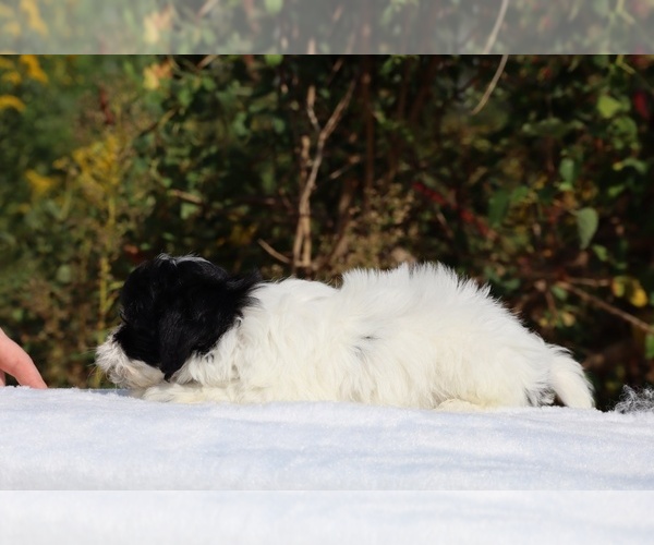 Medium Photo #23 ShihPoo Puppy For Sale in DYERSBURG, TN, USA