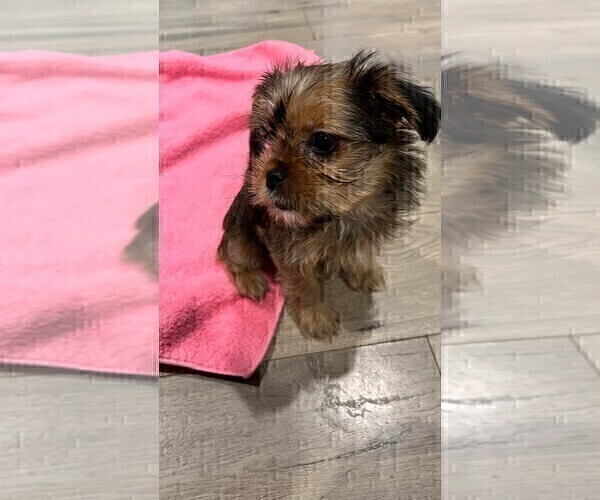Medium Photo #8 Shorkie Tzu Puppy For Sale in VAN NUYS, CA, USA
