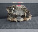 Small Photo #4 Yorkshire Terrier Puppy For Sale in AUSTIN, TX, USA