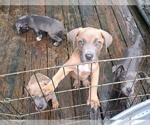Cane Corso Puppy for sale in CLOVERDALE, IN, USA