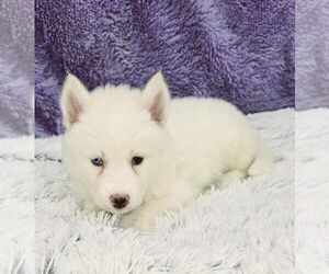 Siberian Husky Puppy for sale in SANDY HOOK, KY, USA