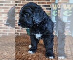 Small #2 Aussiedoodle