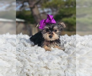 Morkie Puppy for sale in INDIANAPOLIS, IN, USA