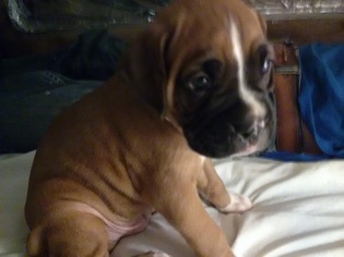 Boxer Puppy for sale in APACHE JUNCTION, AZ, USA
