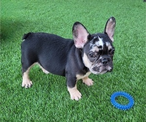 French Bulldog Puppy for sale in LAS VEGAS, NV, USA